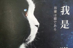 进入喵绅士,揭秘神秘猫界文化之旅